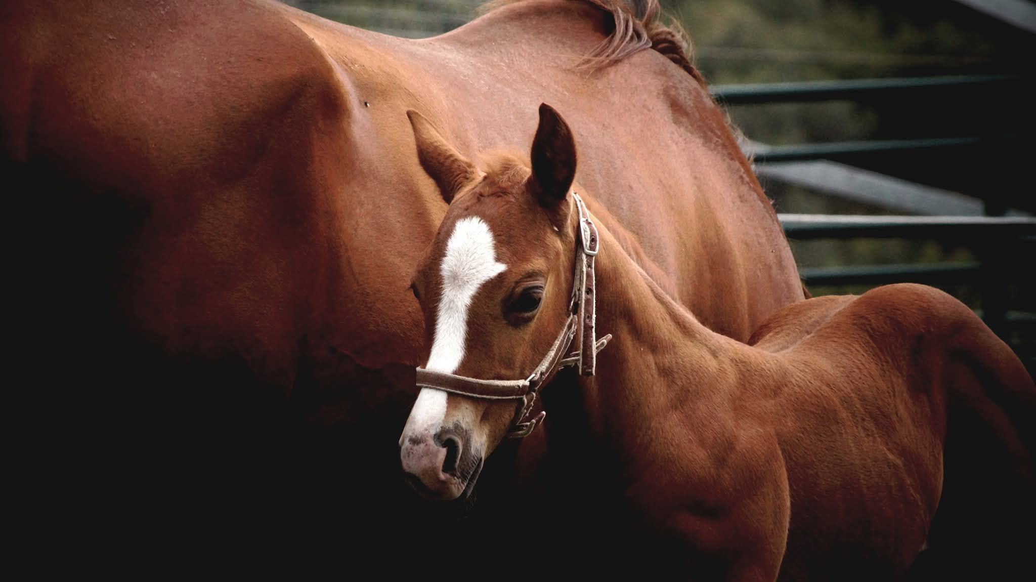 Élevage de Quarter Horse et Paint Horse