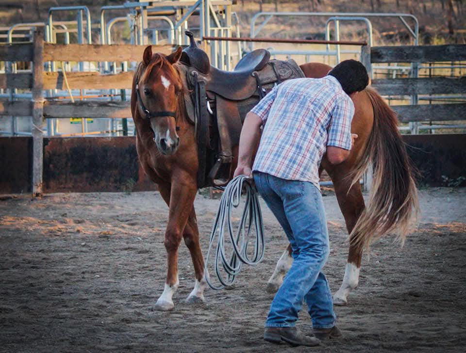 Travail à pied du cheval