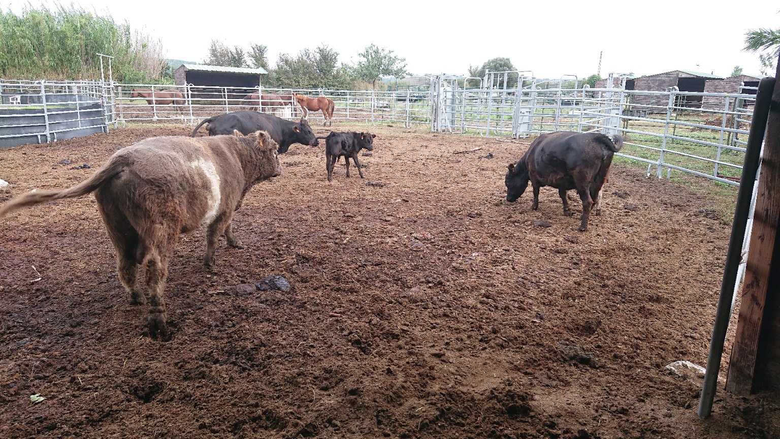 Bétail au ranch