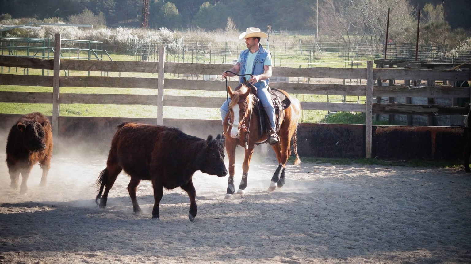 Travail du bétail à cheval