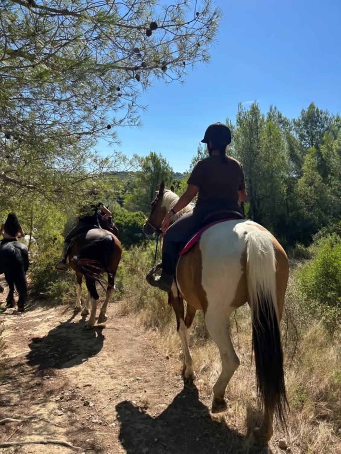 Travail du cheval en extérieur