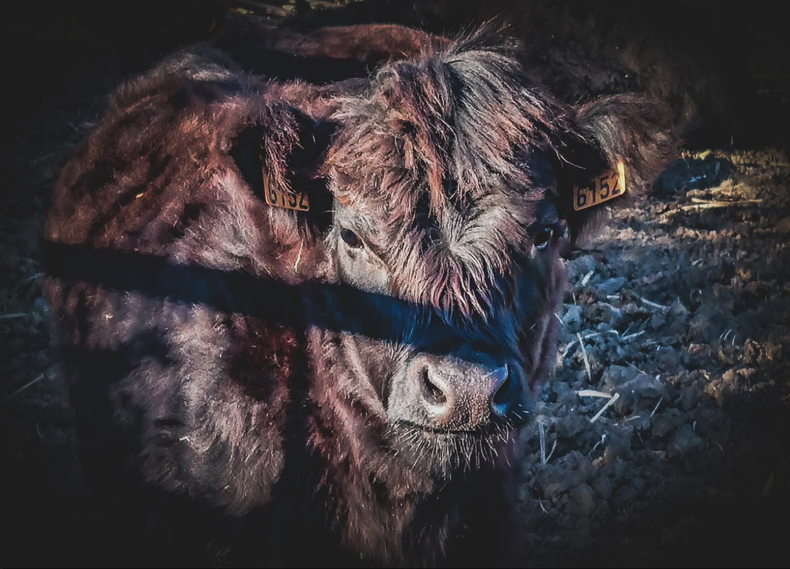 Vache The Horse Farm